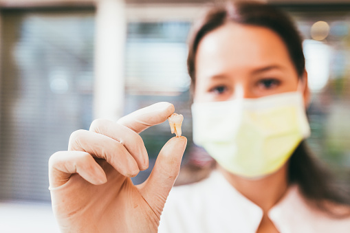 Dentist holding a model tooth to demonstrate a tooth extraction at Mountain State Oral and Facial Surgery in Parkersburg, WV Dentist holding a model tooth to demonstrate a tooth extraction at Mountain State Oral and Facial Surgery in Parkersburg, WV