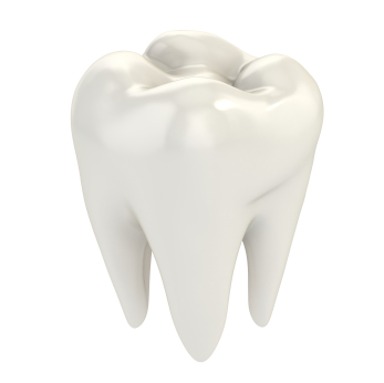 White Molar tooth rendered on white background